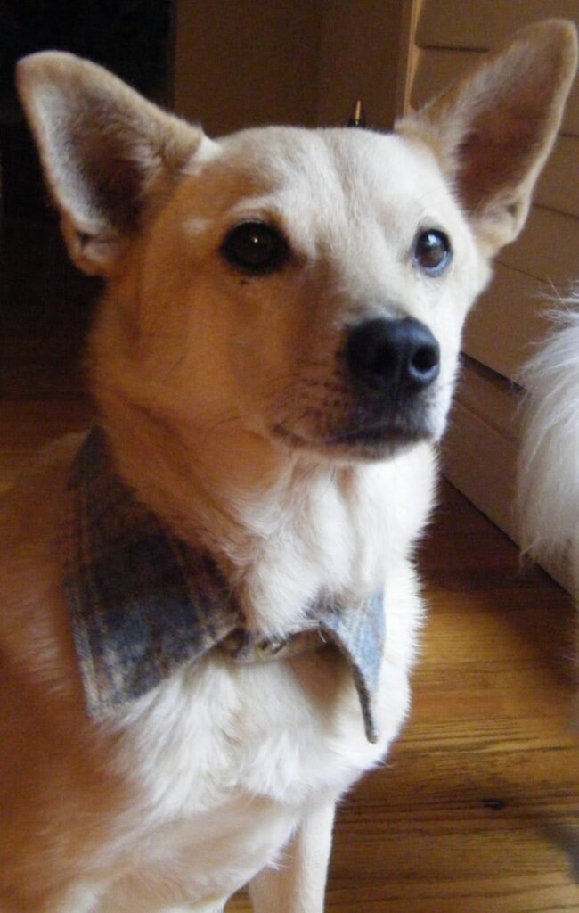 Dog Collar 2 Upcycled Dog Collar by Sew Doggy Style, Pet Pattern Tutorials