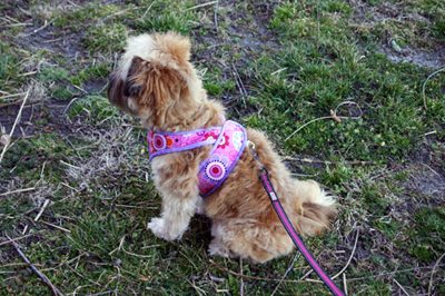 Kimono Dog Harness Kimono Dog Harness from Sew Mama Sew, Pet Pattern tutorials