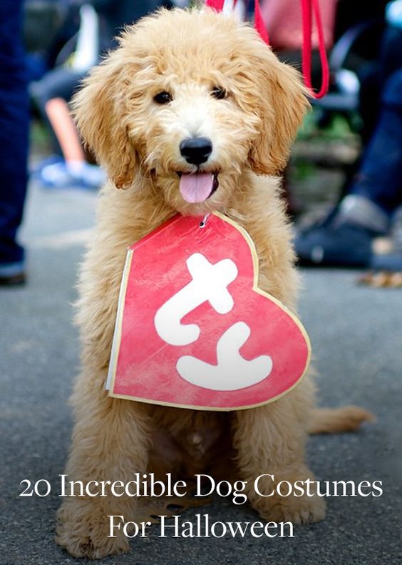 Beanie Dog Beanie Dog, DIY Halloween Costumes from around the web